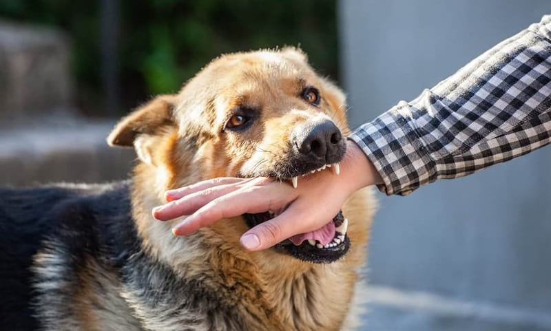 Con số liên quan trong tình huống mơ bị chó cắn