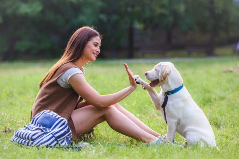 Con chó số mấy sẽ giúp bạn phát tài nhờ trúng lớn