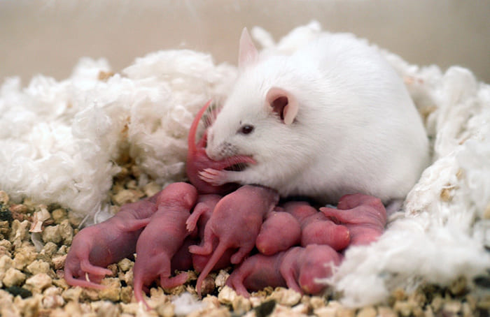 Mơ thấy chuột con và con số may mắn