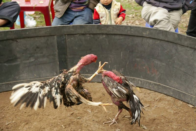Chọn gà đá phù hợp