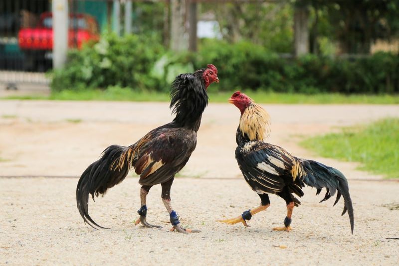 Lối đá đẹp mắt