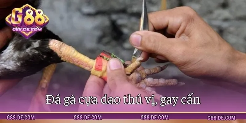 Chọi gà cựa dao - Hình thức cá cược cực thú vị